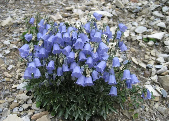 Danler Gasthof Telfes im Stubai